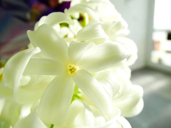 Branco Hyacinth Interior Perto — Fotografia de Stock