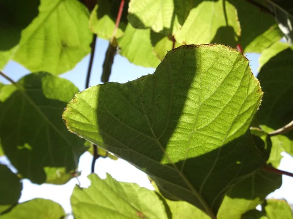 Árbol Kiwi Con Hojas Verdes — Foto de Stock