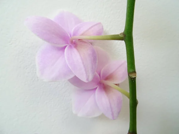 Orquídea Rosa Sobre Fondo Blanco —  Fotos de Stock