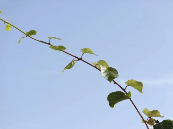 Rama Del Árbol Kiwi Cielo Fondo — Foto de Stock