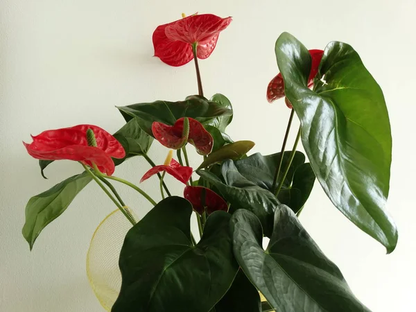 Rosso Anthurium Bloom Vicino — Foto Stock