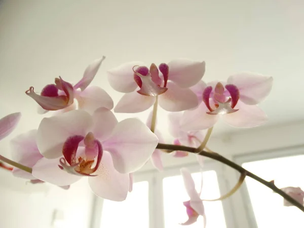 Pink Orchid Bloom Närbild — Stockfoto