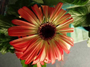 Kırmızı ışık çiçek ile Bordo ercik