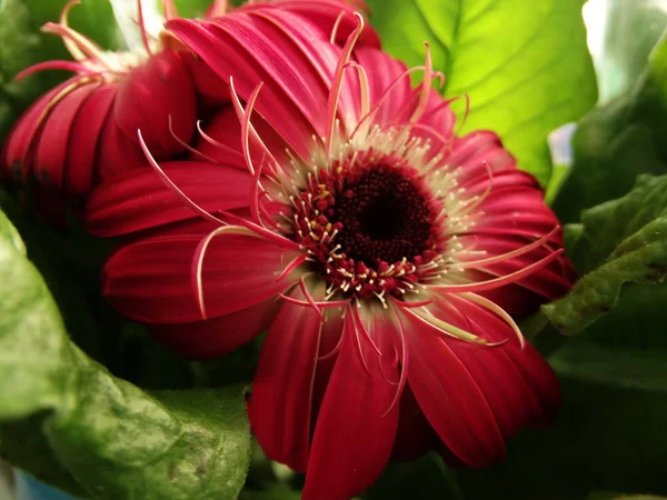 Dark Pink Flower with Claret Stamen