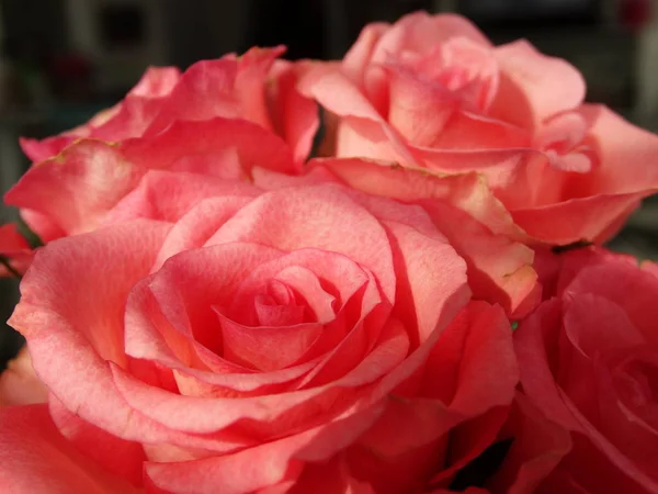 Prachtige Roze Rozen Een Boeket Gerangschikt — Stockfoto