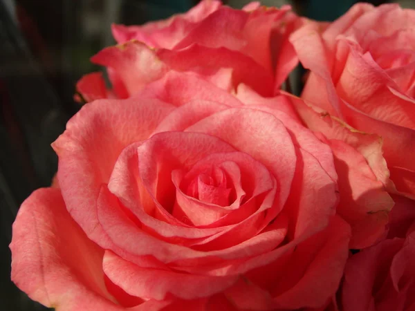 Hermosas Rosas Rosadas Arregladas Ramo — Foto de Stock