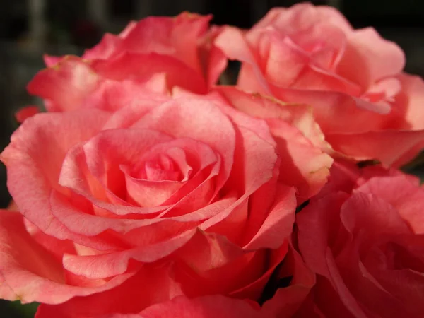 Όμορφη Ροζ Τριαντάφυλλα Τοποθετημένα Ένα Μπουκέτο — Φωτογραφία Αρχείου
