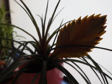 Egzotik Latin Amerika çiçek çiçek tencerede