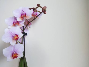 Bej renkli arka plan üzerinde pembe orkide izole