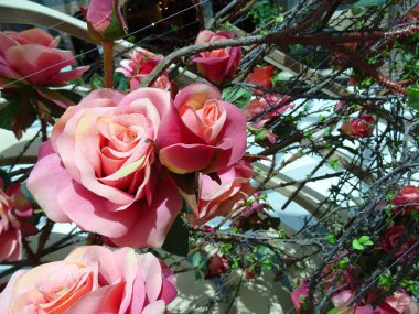 closeup görünümü yapay pembe Gül