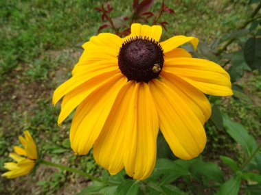 Kahverengi ercik ile sarı çiçek