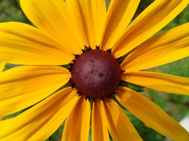 Kahverengi ercik ile sarı çiçek