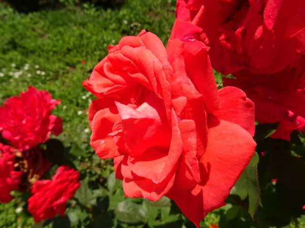 Zamknij Widok Piękne Czerwone Róże Ogrodzie — Zdjęcie stockowe