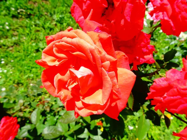 Weergave Van Mooie Rode Rozen Een Tuin Sluit — Stockfoto