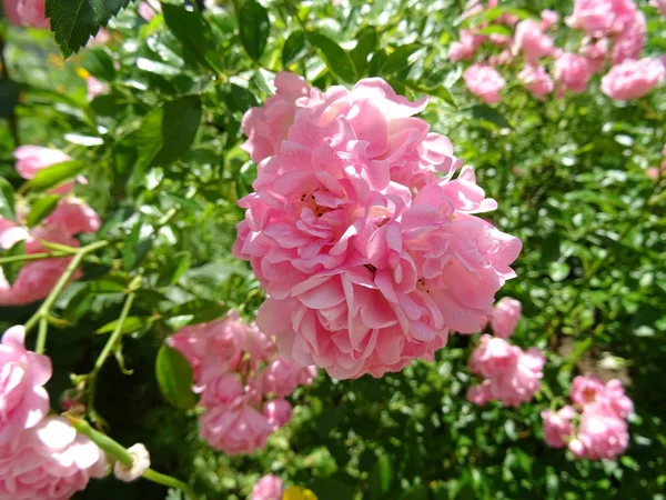 Smal Pink Roses Garden — Stock Photo, Image