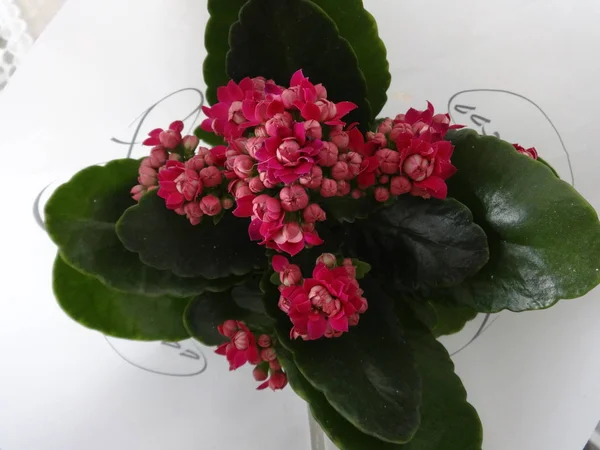 closeup view of  Pink Indoor Flower