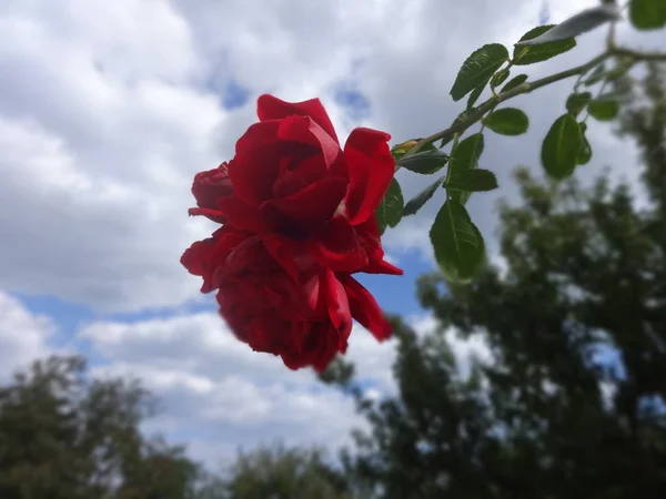 Czerwone Róże Tle Nieba — Zdjęcie stockowe