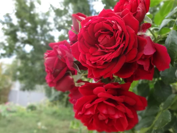 Rote Rosen Einem Garten — Stockfoto