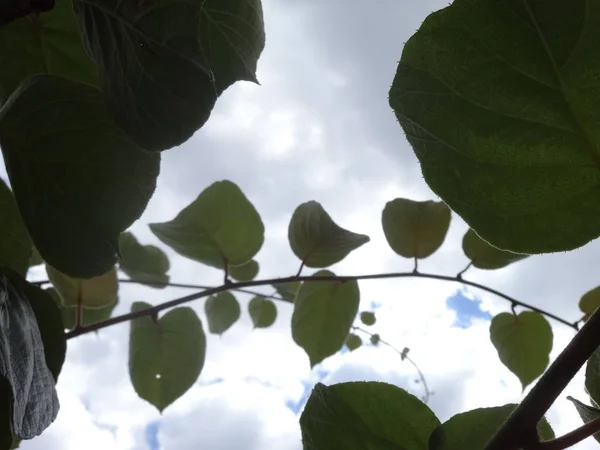 Cepillos Árbol Kiwi Cielo Fondo — Foto de Stock