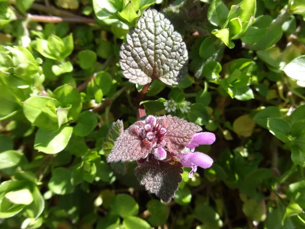 Kleiner Garten Violette Blume — Stockfoto