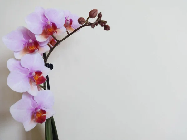 Orquídea Rosa Isolada Fundo Bege — Fotografia de Stock