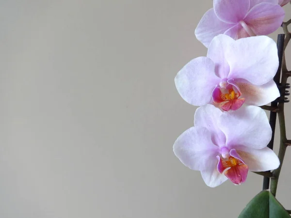 Isolated Pink Orchid Beige Background — Stock Photo, Image