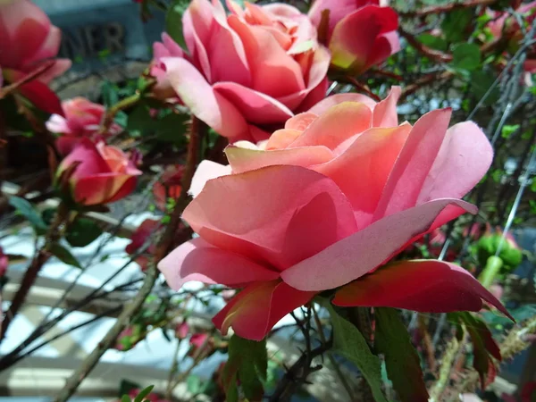 Vista Close Rosas Rosa Artificiais — Fotografia de Stock