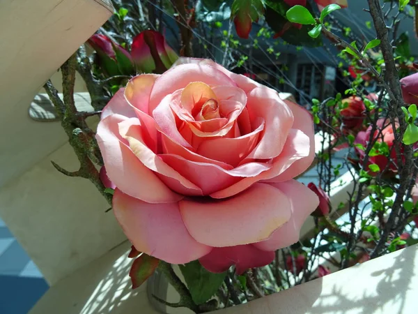 Vista Primer Plano Rosas Rosadas Artificiales — Foto de Stock