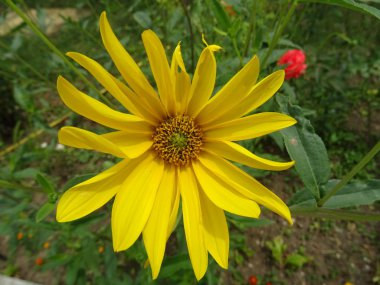 Sarı Bahçe çiçek closeup görünümü