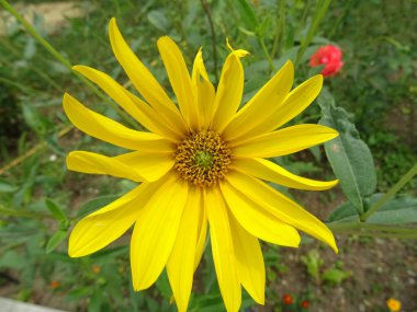 Sarı Bahçe çiçek closeup görünümü