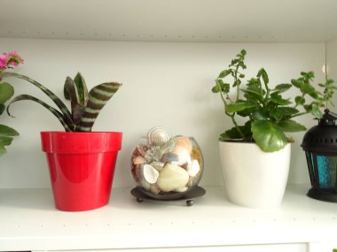 Kırmızı ve mavi saksı ile iç raf