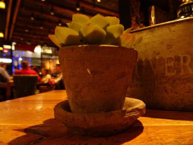 Bir saksıyı bir kaktüs gece sahne