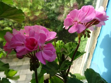 Pembe Bahçe çiçek closeup görünümü