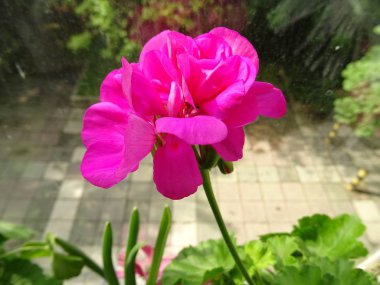 Pembe Bahçe çiçek closeup görünümü