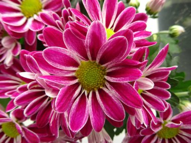 Dak pembe çiçekler ile sarı ercik