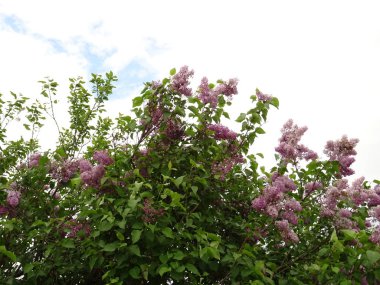 Menekşe leylak çalı görünümü