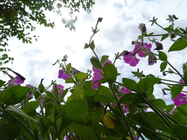 Dark Pink Flowers Against the Background of the Sky