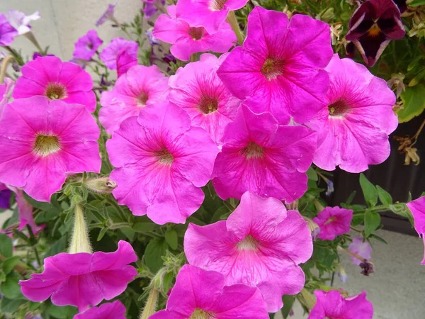 Розовый Сад Цветок Буш — стоковое фото
