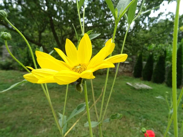 Wyświetlić Zbliżenie Żółty Kwiat Ogród — Zdjęcie stockowe