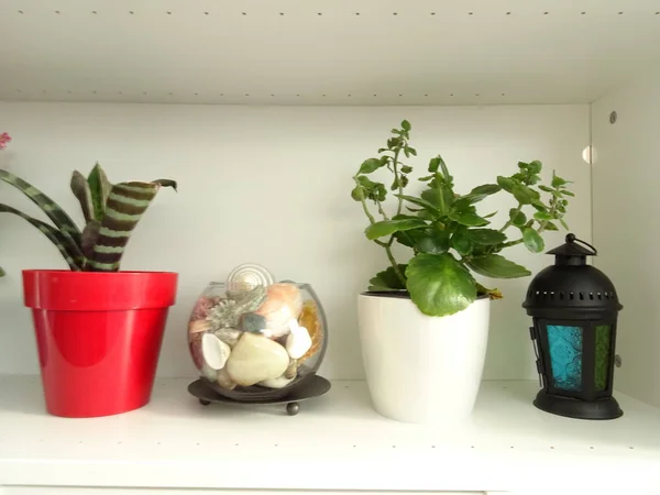 Interior Shelf with Red and Blue Flower Pots