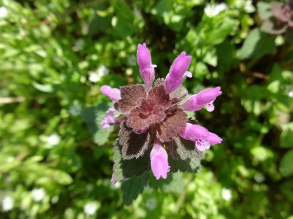 Nahaufnahme Von Veilchen Garten Blumen — Stockfoto