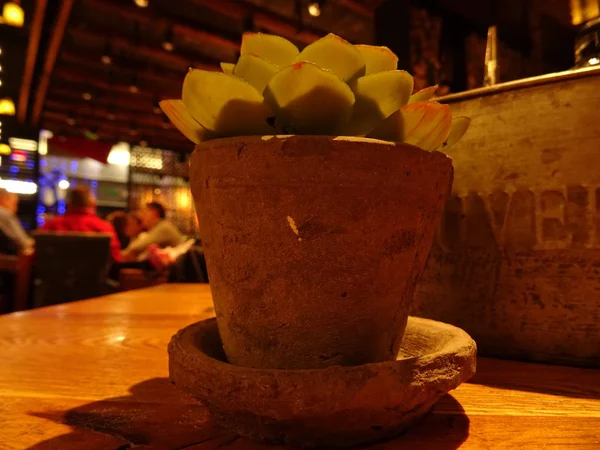 Cena Noturna Cacto Vaso Flores — Fotografia de Stock