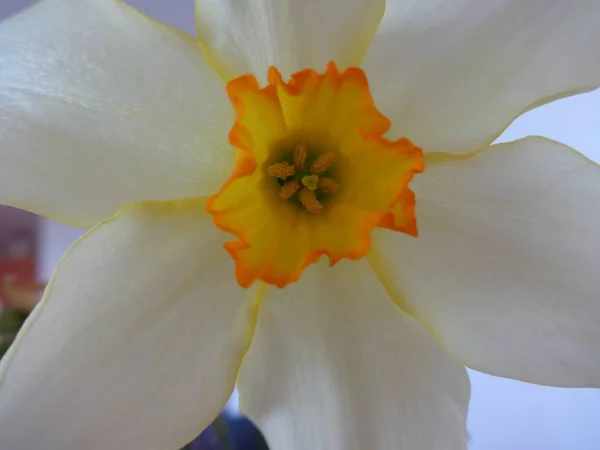 Vista Macro Daffodil — Fotografia de Stock