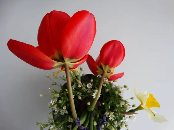 Весенний Букет Красными Тюльпанами Нарциссами — стоковое фото