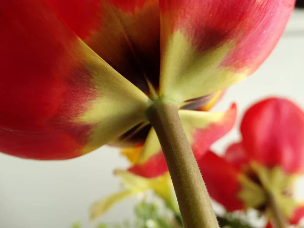 Подробный Обзор Red Tulips Bottom — стоковое фото