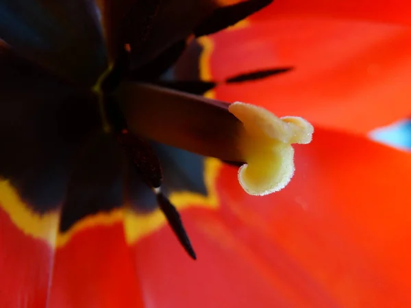 Close Red Tulip Stamen — Stock Photo, Image