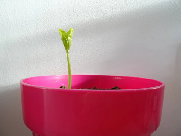 Planta Germinante Maceta Rosa — Foto de Stock