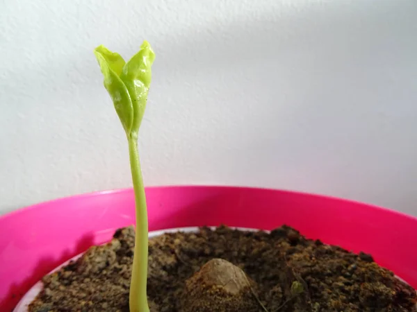 Germinating Plant Pink Flower Pot — Stock Photo, Image