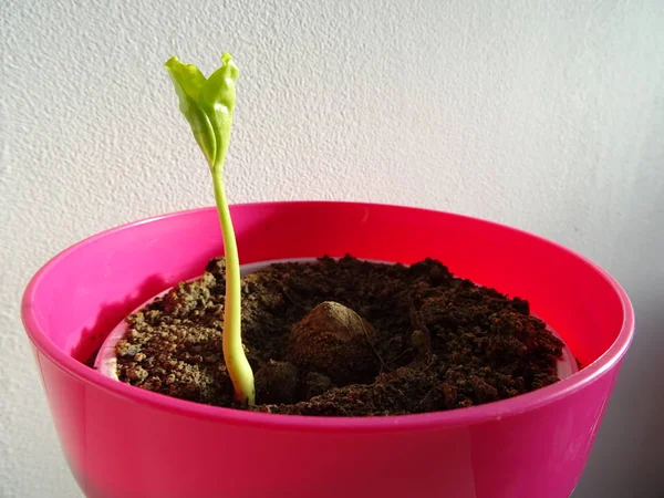 Germinando Planta Vaso Flor Rosa — Fotografia de Stock