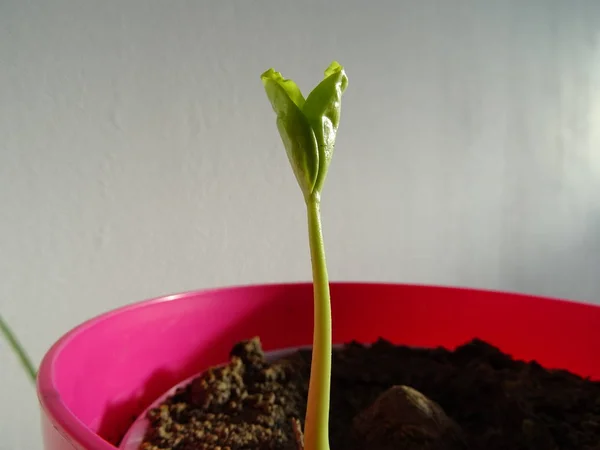 ピンクの植木鉢で植物の発芽 — ストック写真